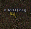 Bullfrog.gif